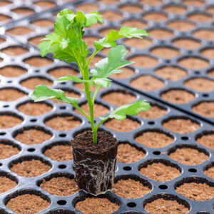 CANNA Rootplugs – idealne podłoże do ukorzeniania